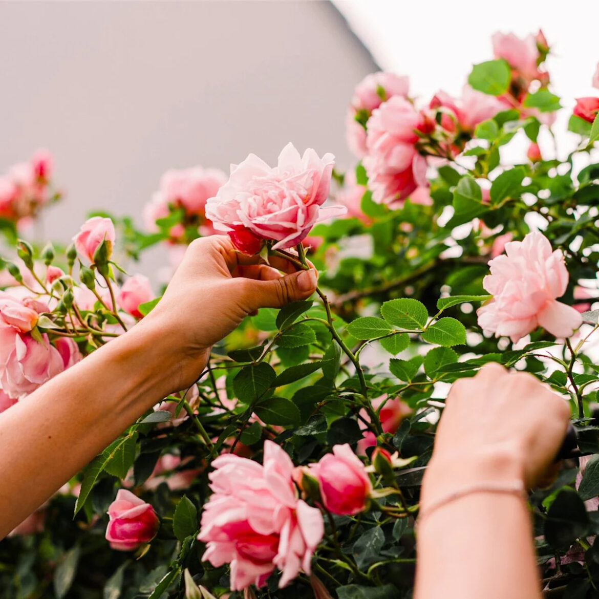 5 Best Roses for Cutting Gardens – for Long-Lasting Blooms That Look Equally Beautiful in Bouquets and Garden Beds 5 Best Roses for Cutting Gardens – for Long-Lasting Blooms That Look Equally Beautiful in Bouquets and Garden Beds