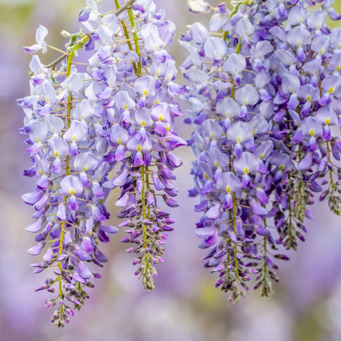 What to Do With Wisteria in June to Set Up Vines for Beautiful Blooming Again Next Spring – 5 Easy Tasks to Do This Month