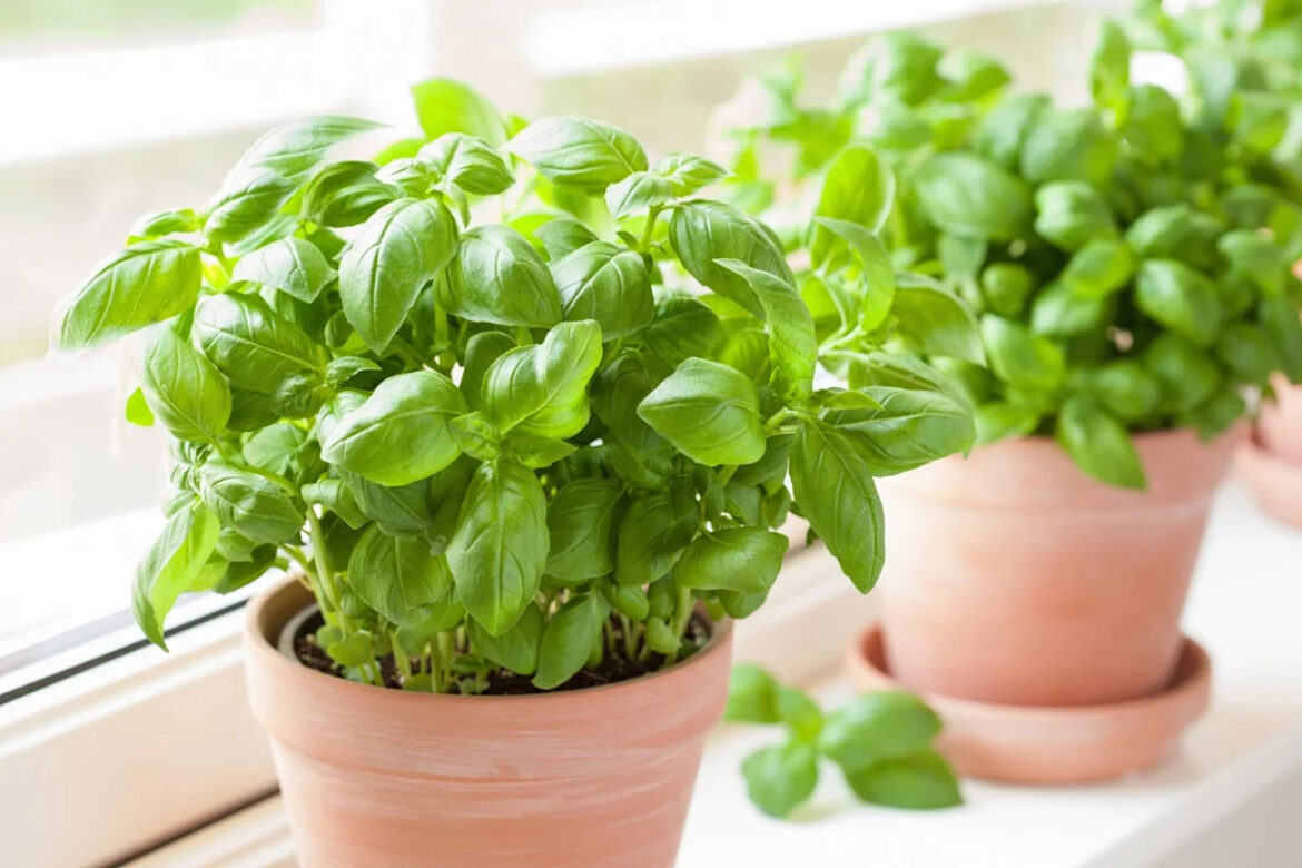 How to Grow a Healthy and Prolific Basil Plant, According to Garden Experts