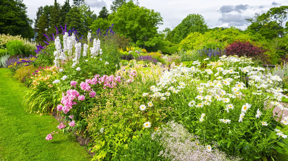 The Popular Low-Maintenance Flower You'll Never Need To Deadhead