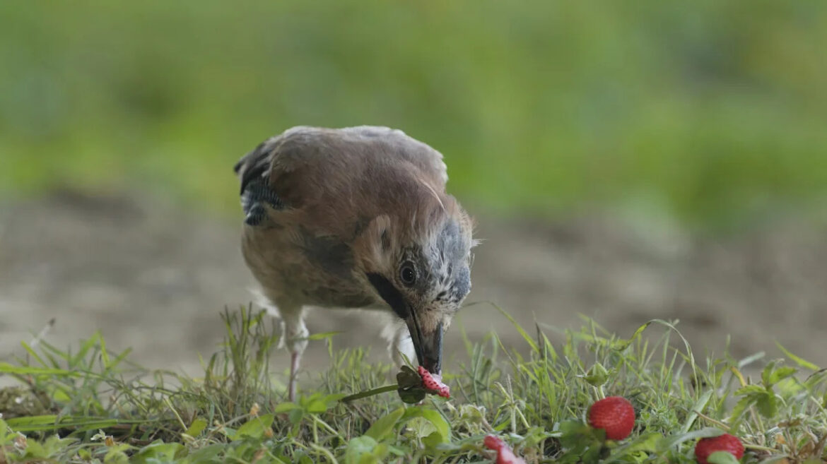Gardener Shares Cute & Clever DIY For Keeping Birds Out Of Fruit: ‘I Barely Lost Any’ Gardener Shares Cute & Clever DIY For Keeping Birds Out Of Fruit: 'I Barely Lost Any'