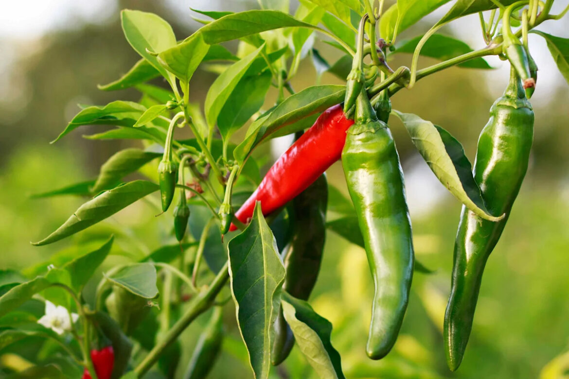 6 Places You Should Never Plant Peppers, According to Gardening Experts 6 Places You Should Never Plant Peppers, According to Gardening Experts