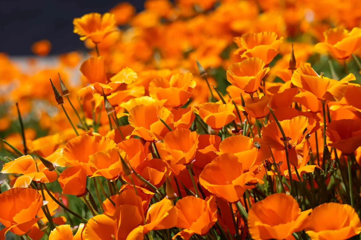 10 Annual Flowers to Grow From Seed for Quick Color