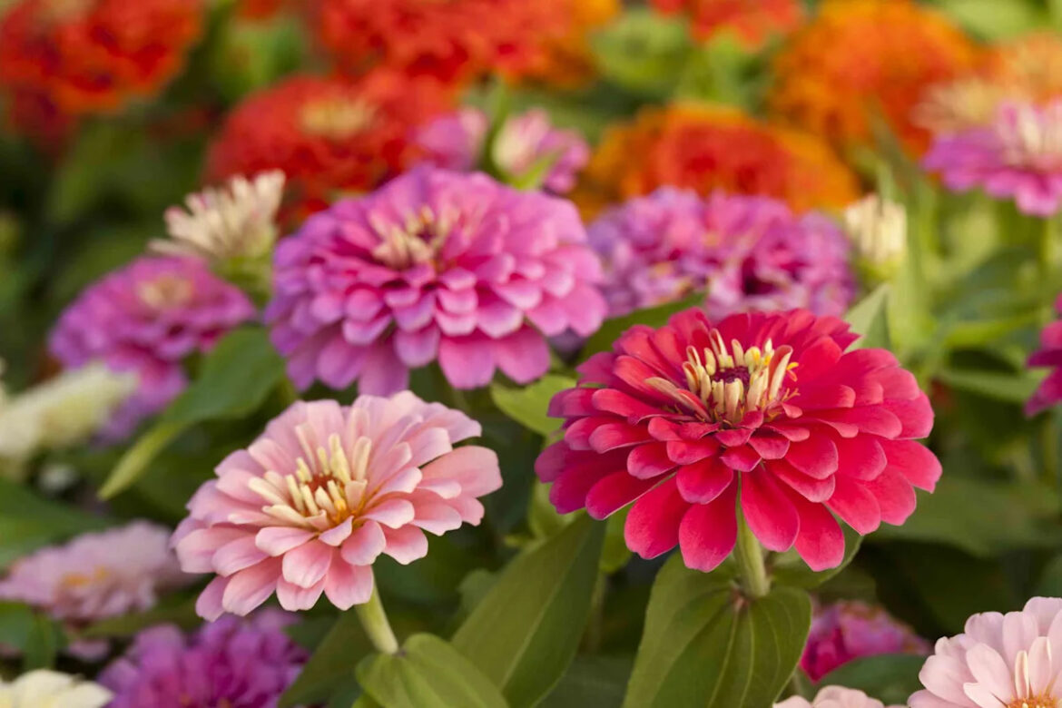 8 Fast-Growing Flowers You Can Plant Right Now for a Colorful Summer Garden 8 Fast-Growing Flowers You Can Plant Right Now for a Colorful Summer Garden
