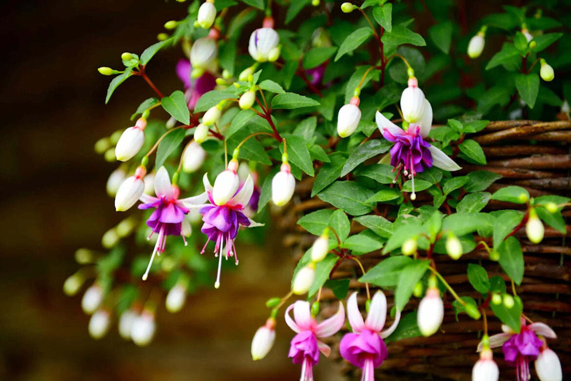 7 Cascading Plants That Thrive In Shady Spots 7 Cascading Plants That Thrive In Shady Spots