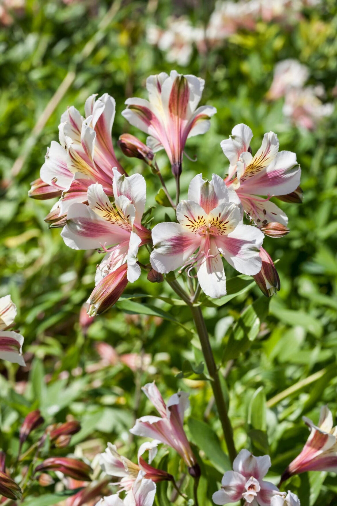 10 Elegant Plants for a Timeless Garden That Never Looks “Dated” 10 Elegant Plants for a Timeless Garden That Never Looks “Dated”