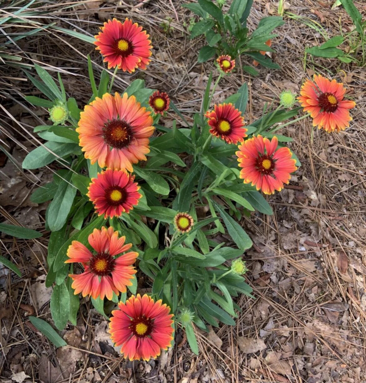 10 Summer Flowers You’ll Barely Have To Water 10 Summer Flowers You’ll Barely Have To Water