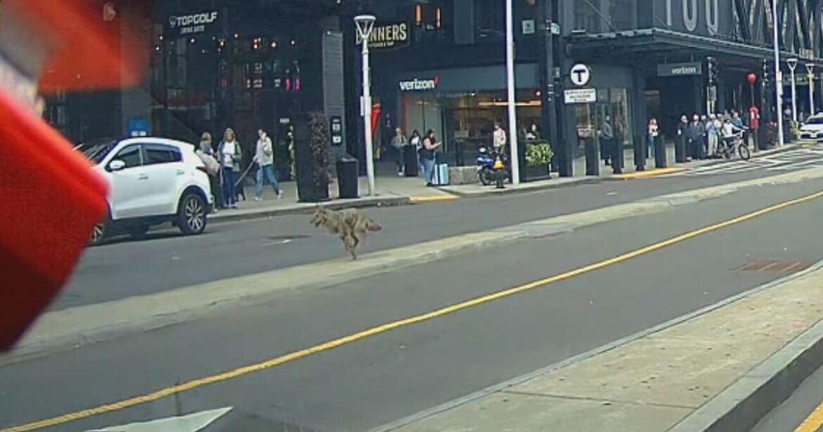 Coyote spotted near Boston’s TD Garden – Boston 25 News