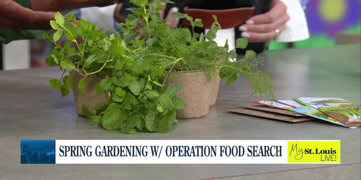 Spring Gardening with Operation Food Search