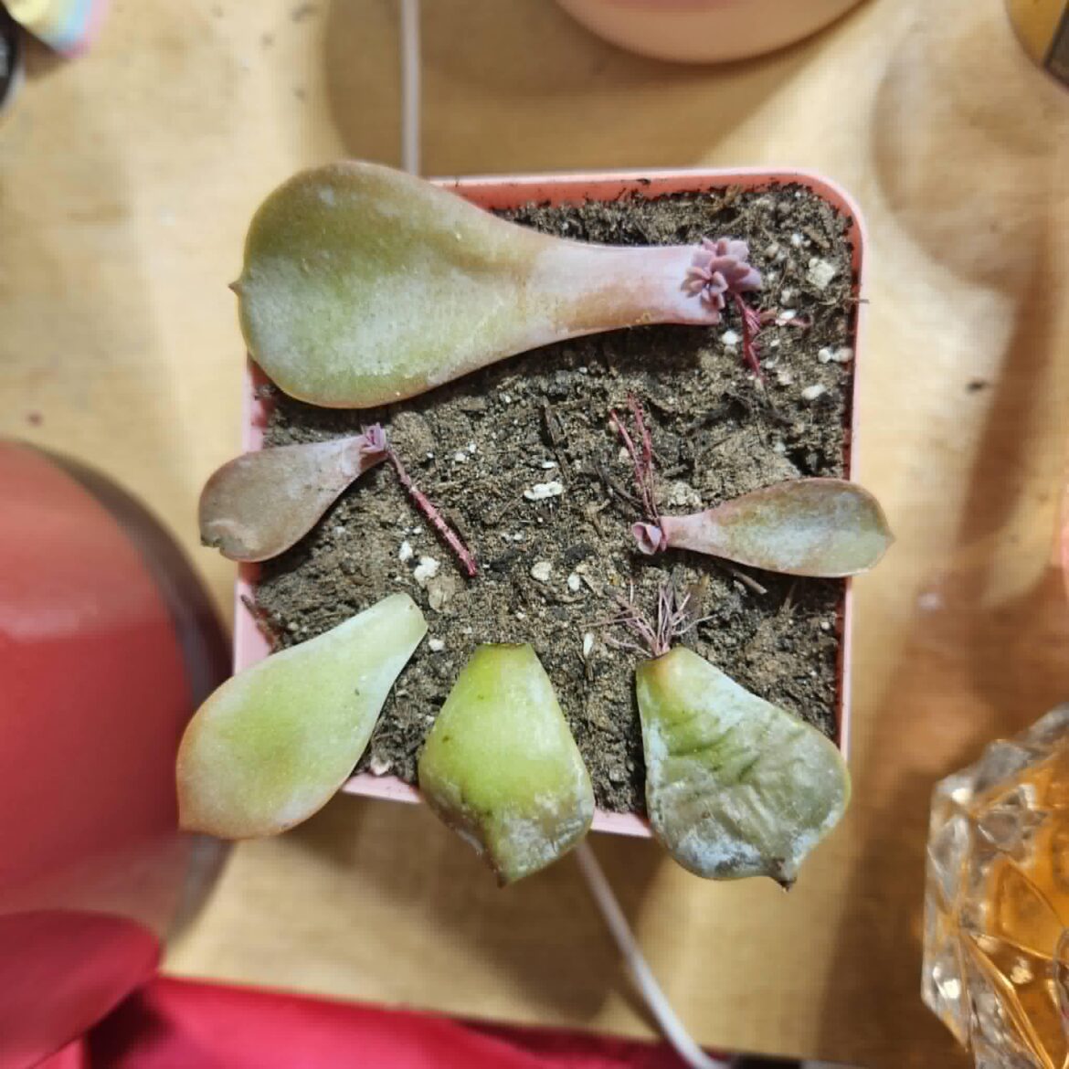 My first leaf props!