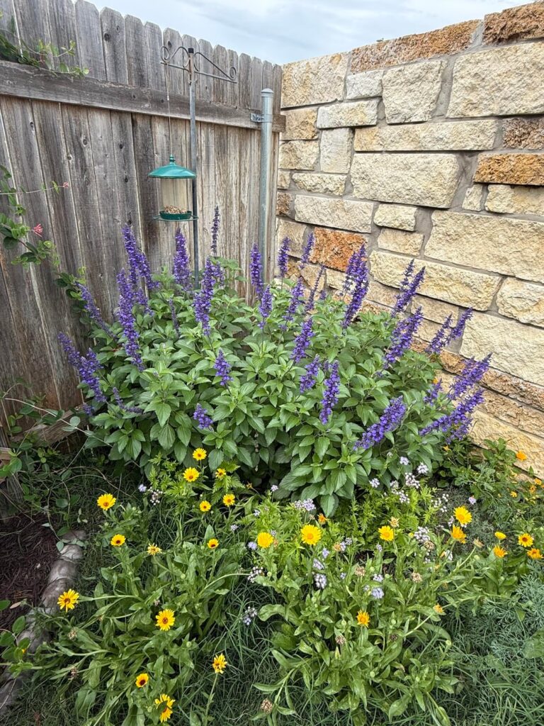 My Little Pollinator Patch
