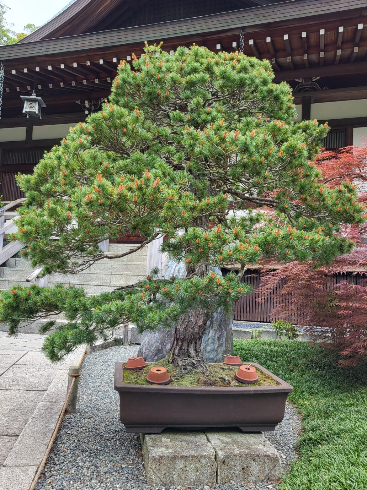 Spotted this beauty in Kamakura today.