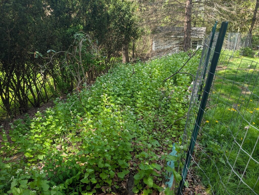 It wasn't perfect but a great battle started today against the garlic mustard