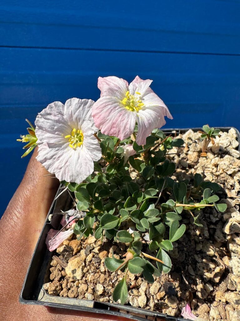 Sarcocaulon vanderietiae