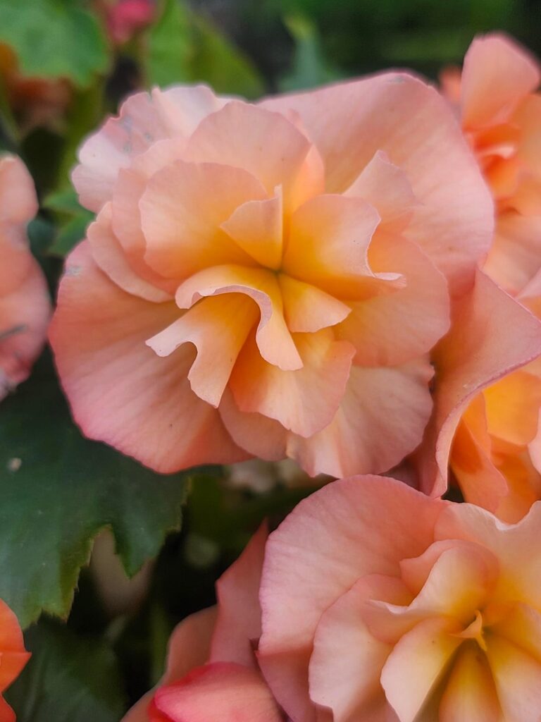 Peach-Colored Solenia Begonias