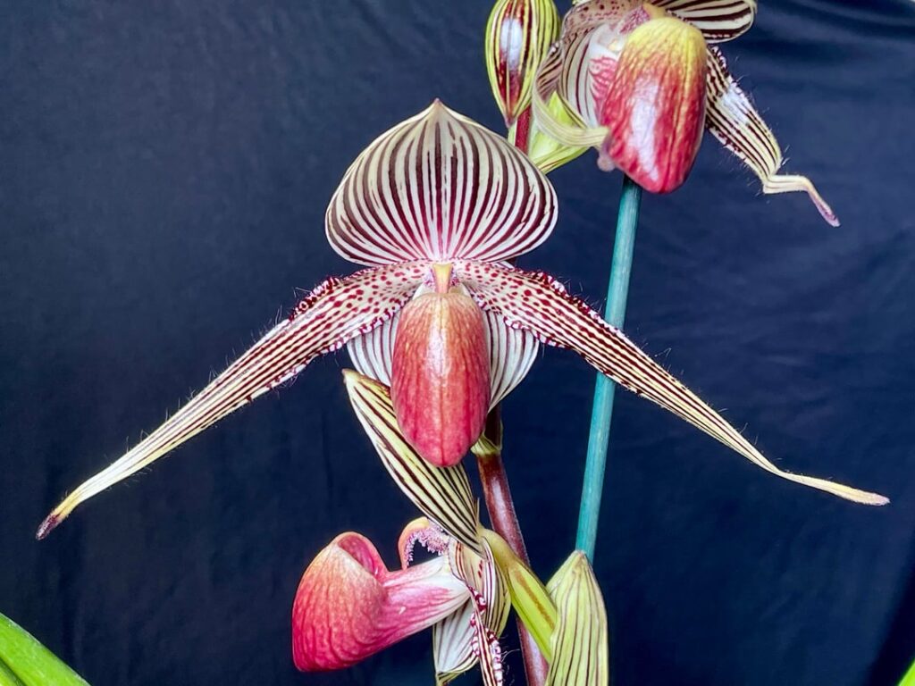 Paphiopedilum rothschildianum