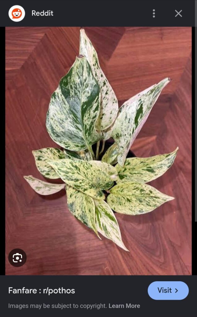 ID on my Plant ID on my Plant