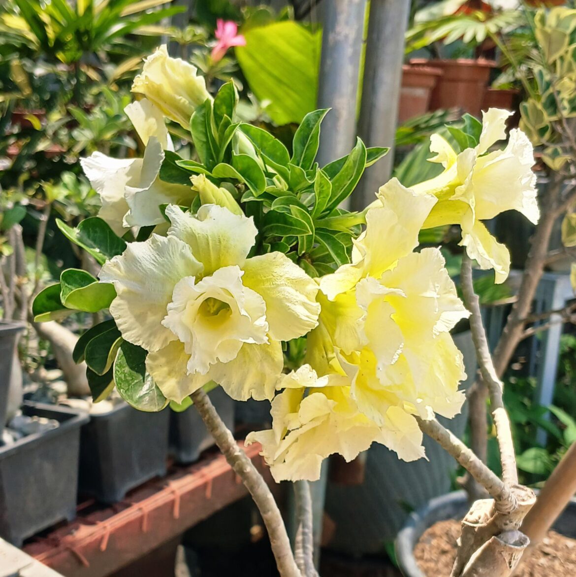 [OC] Desert Rose