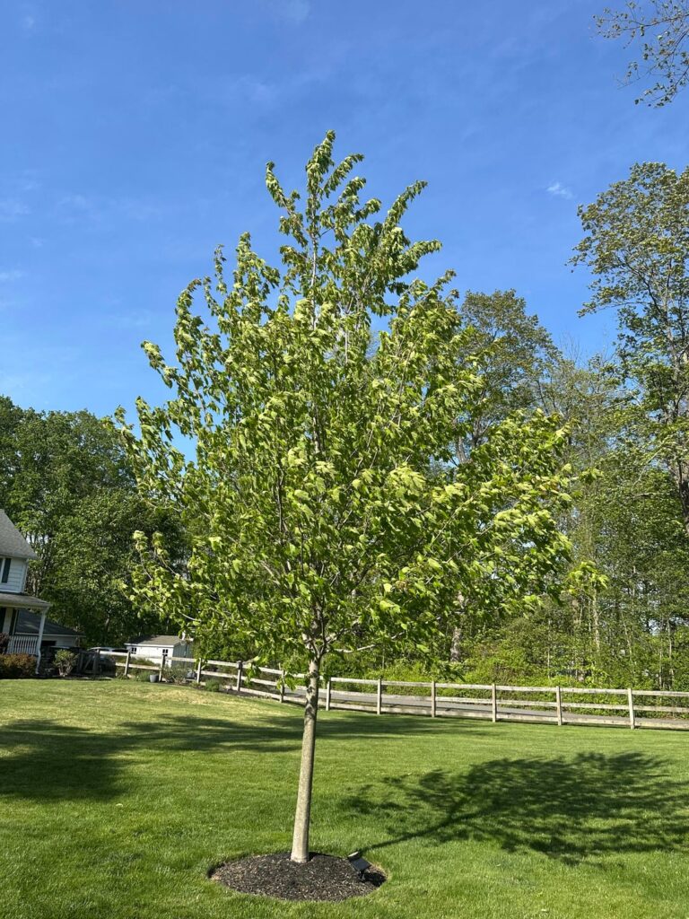 Pruning/trimming needed?