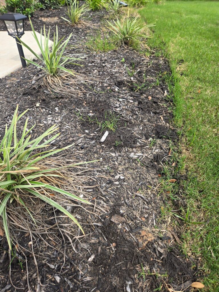 Remove old mulch?
