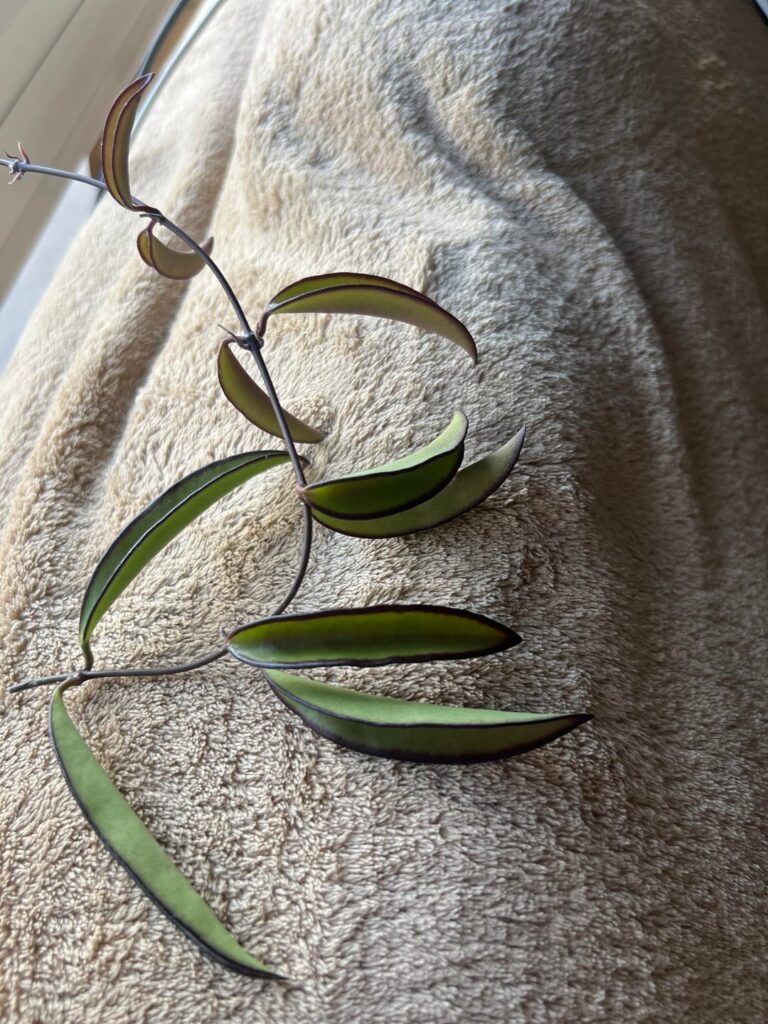 Help ID