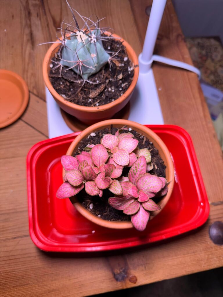 Any advice for these two?