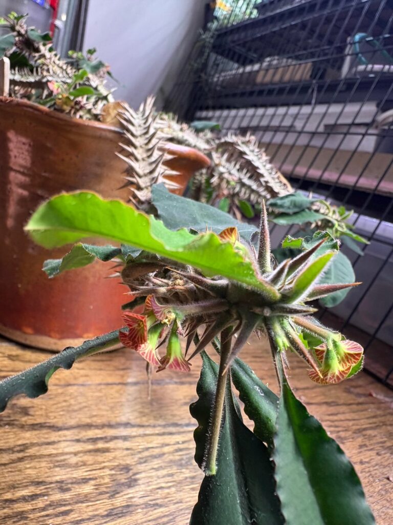 hoffstefertii