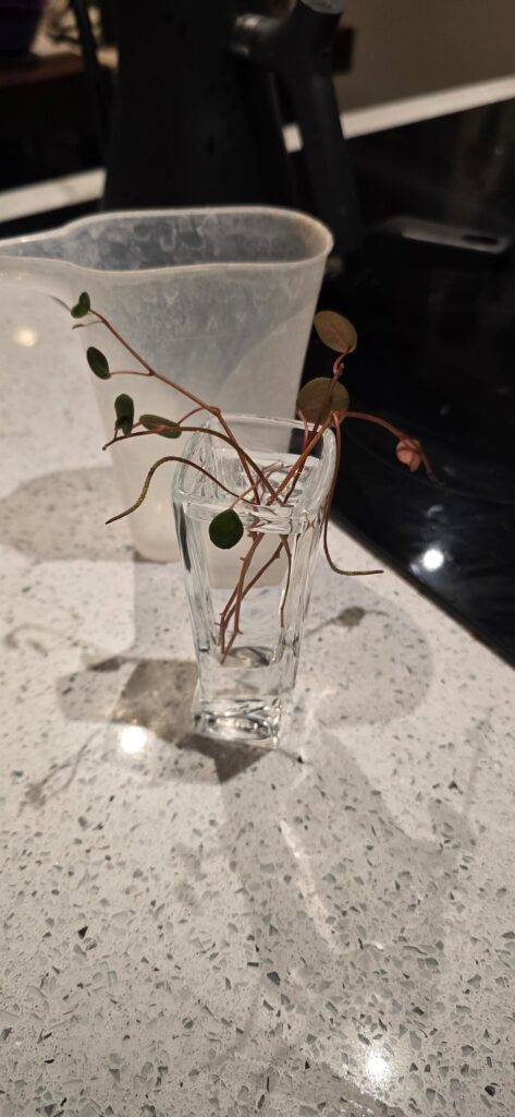 Am I propagating this peperomia pepperspot right?