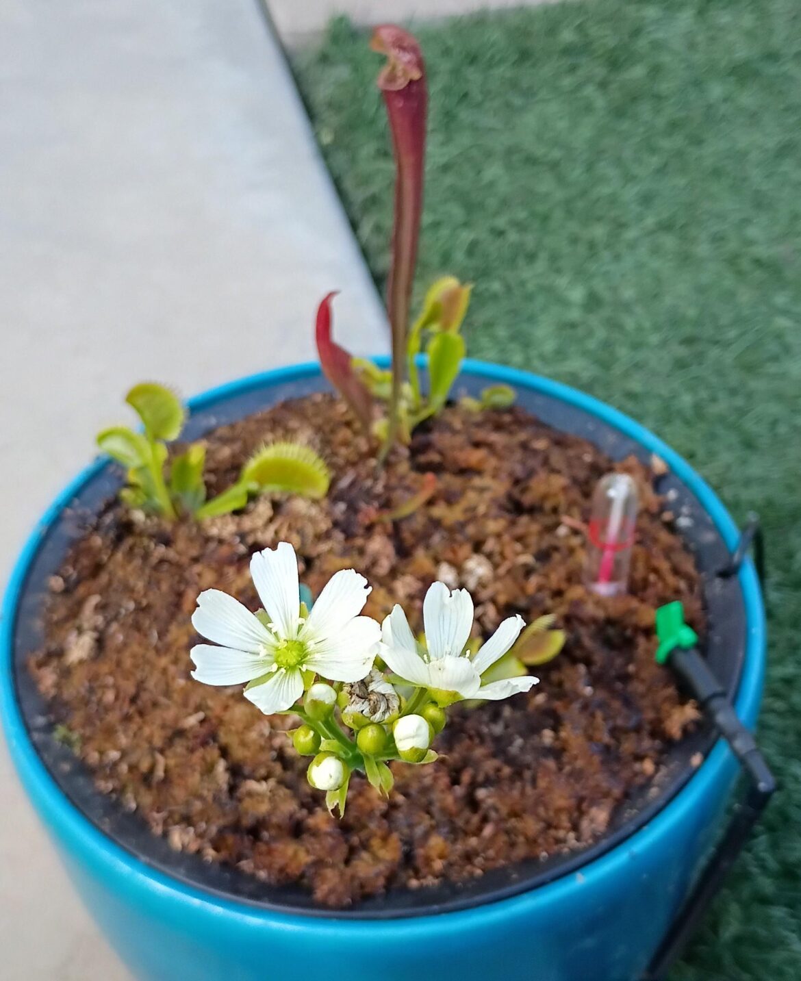 First Bloom!