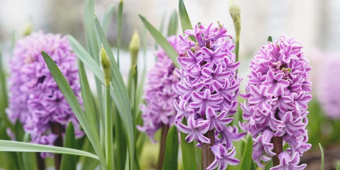3 Things To Do With Lilac After Flowering, Including The Key Pruning Task 3 Things To Do With Lilac After Flowering, Including The Key Pruning Task