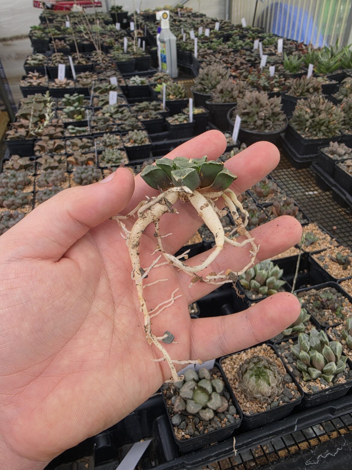 Didn't expect such chunky roots on this bayeri