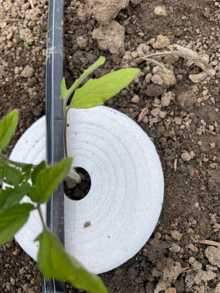 Plant collar for tomatoes