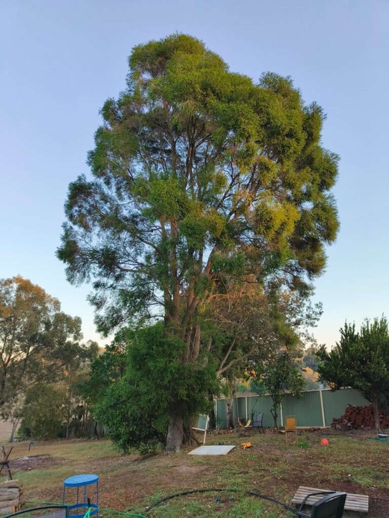 Tree Identification