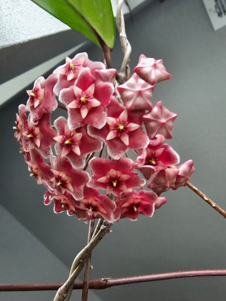 Finally bloomed after 15+ years!!