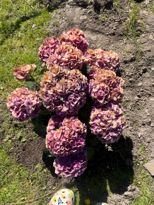 The same cluster of hydrangeas showing a much lighter color and visible browning.
