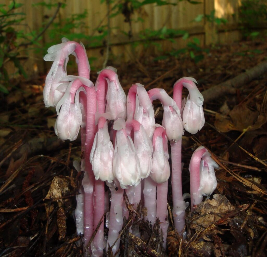 Pink ghost pipes (Monotropa uniflora) in Hiram, Georgia Pink ghost pipes (Monotropa uniflora) in Hiram, Georgia