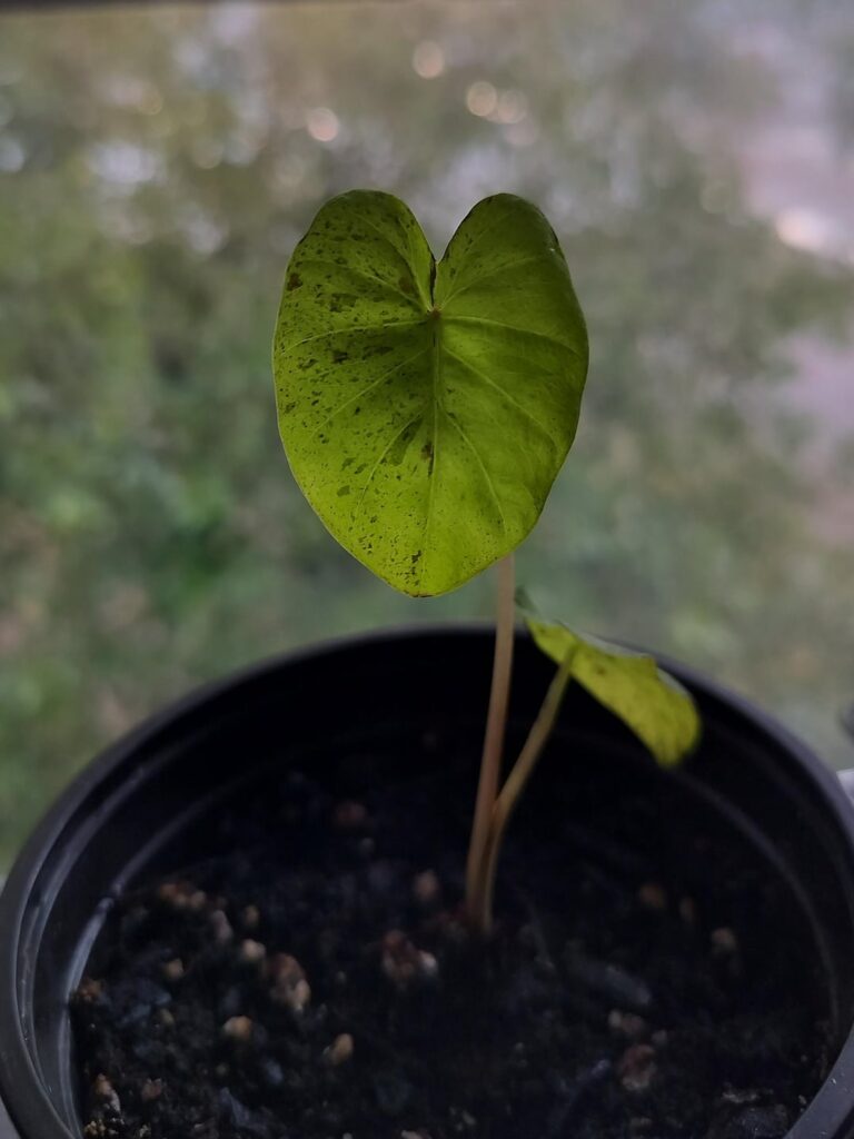 New leaves 😍