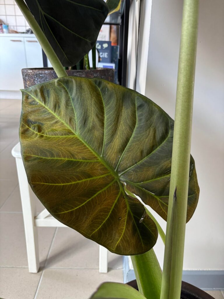 Yellow leaf