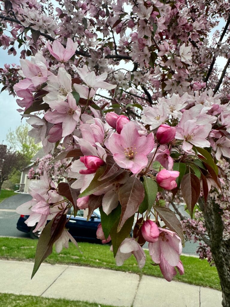 What Plant is This... Minnesota, USA