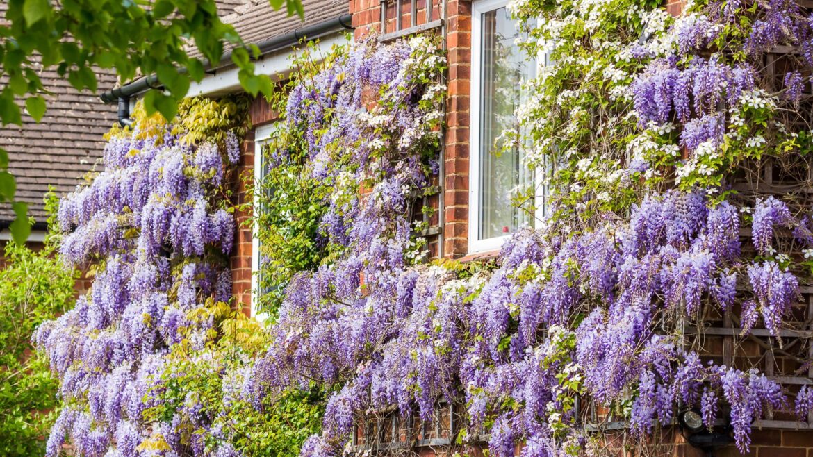 Best climbing plants for a front garden – 4 to plant in May Best climbing plants for a front garden – 4 to plant in May