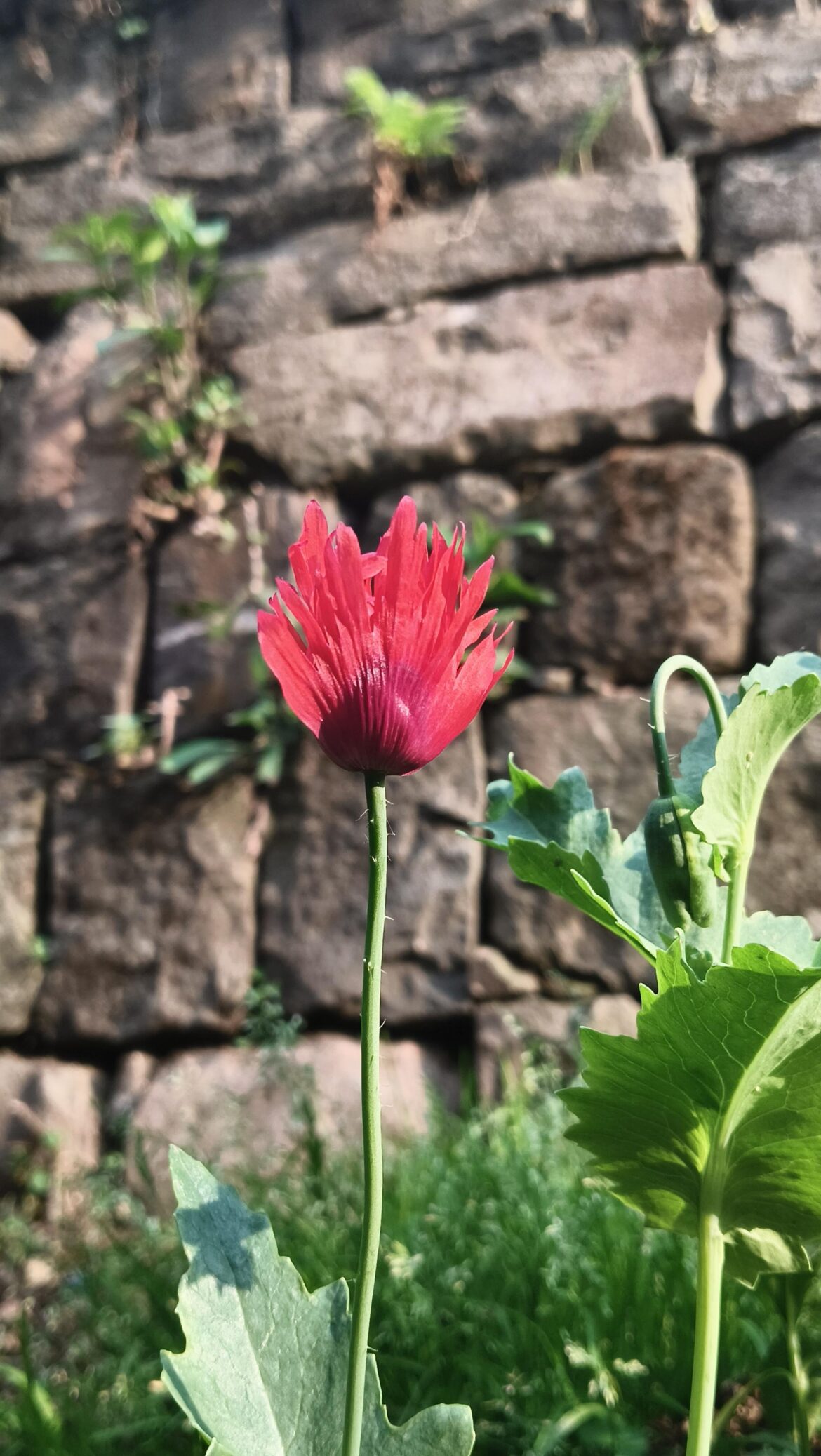 Is this poppy?