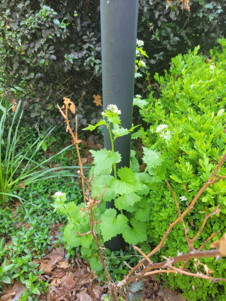 Thought it was wild carrot or garlic but it is neither