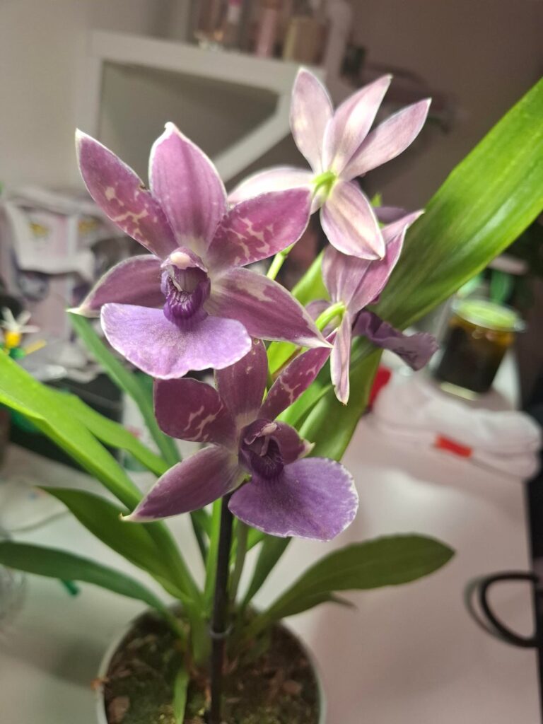 Zygopetalum impasto blue