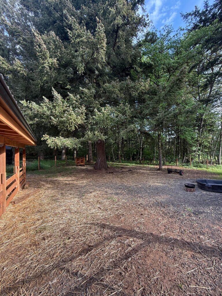 Will sheep under this Douglas Fir harm it? Will sheep under this Douglas Fir harm it?
