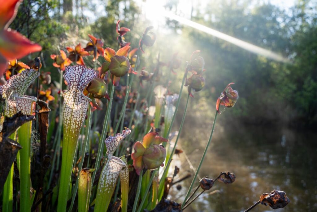Sights from a non-native bog