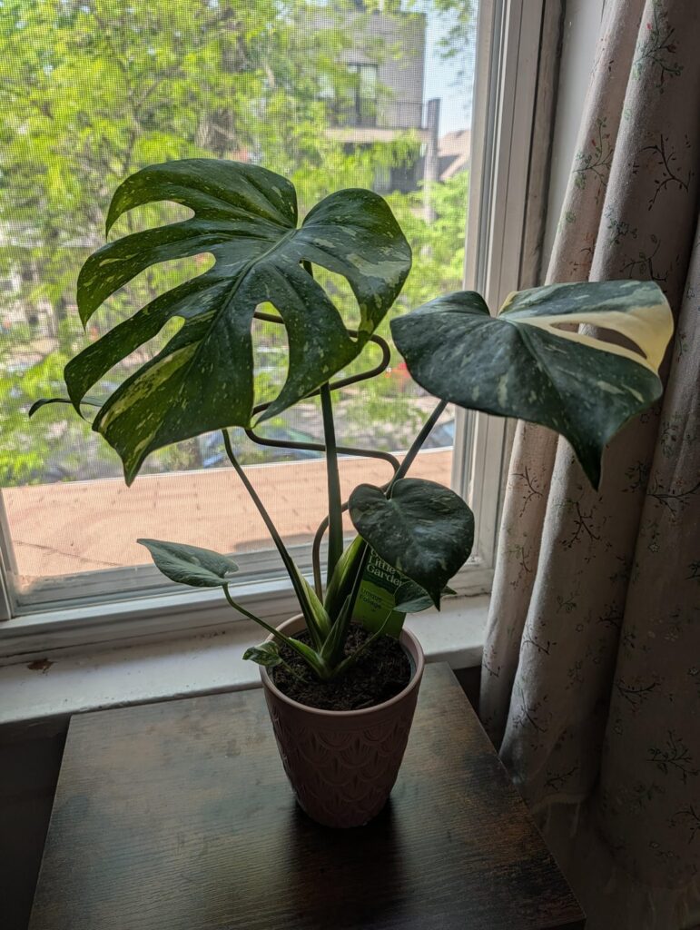 Should I upsize when I repot?