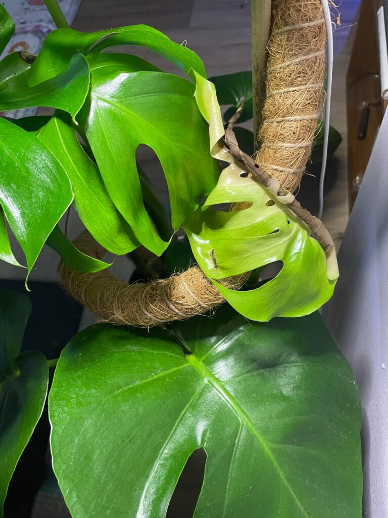Newest leaf unfurling severely damaged.. wdid?