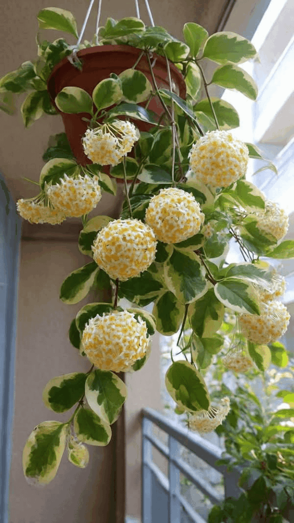 Hoya plant ☘️