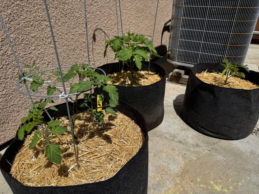 First time tomatoes. Super excited. First time tomatoes. Super excited.