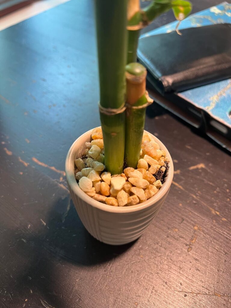 Lowe’s Lucky Bamboo is stuck in the pot Lowe’s Lucky Bamboo is stuck in the pot